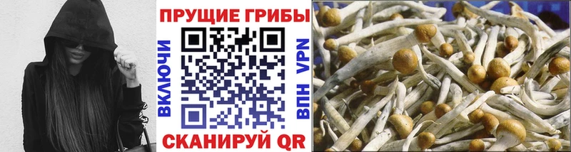 Псилоцибиновые грибы Psilocybe  Гусиноозёрск 